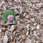 Sitni malč od borove kore