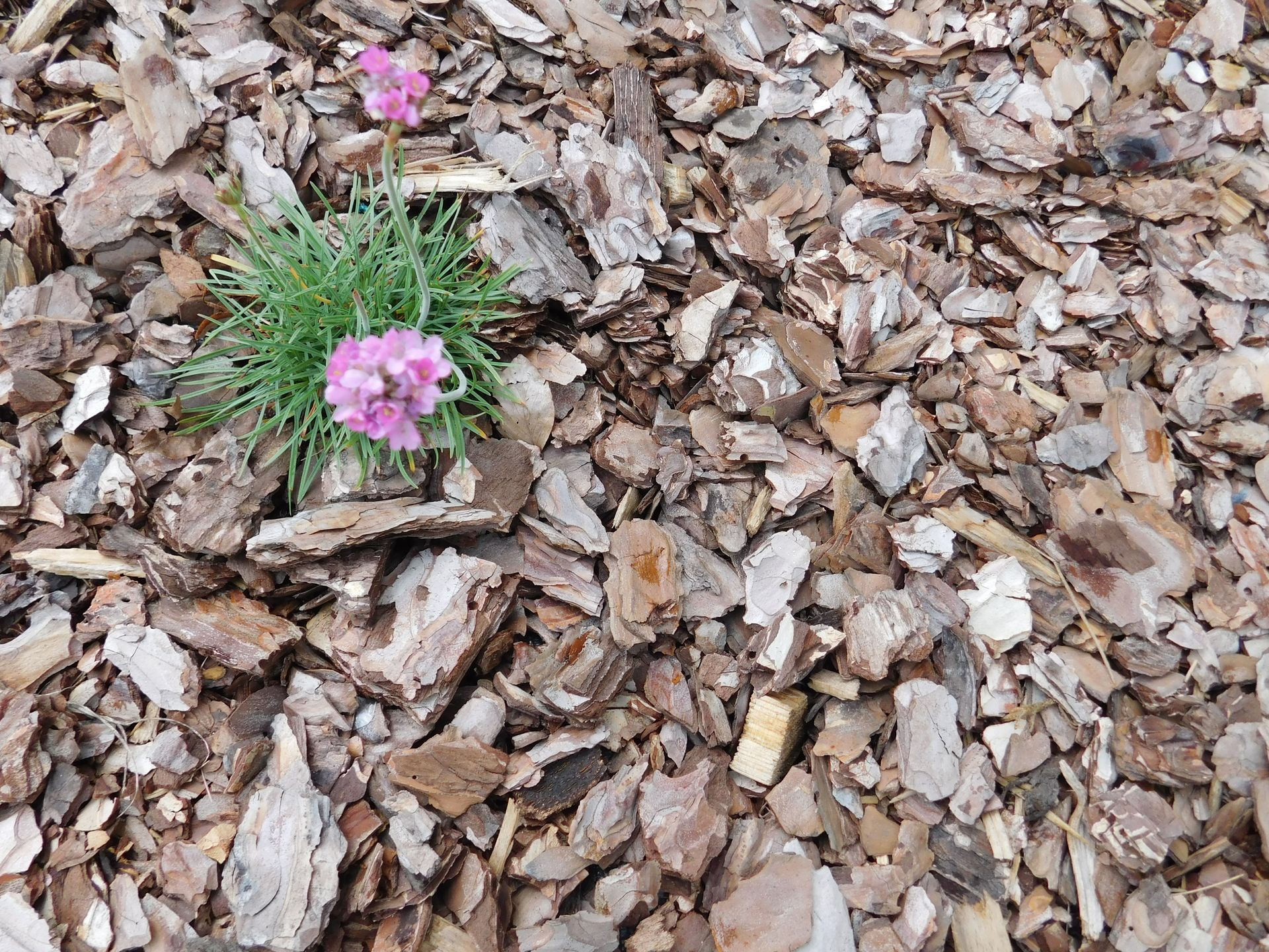 Sitni malč od borove kore