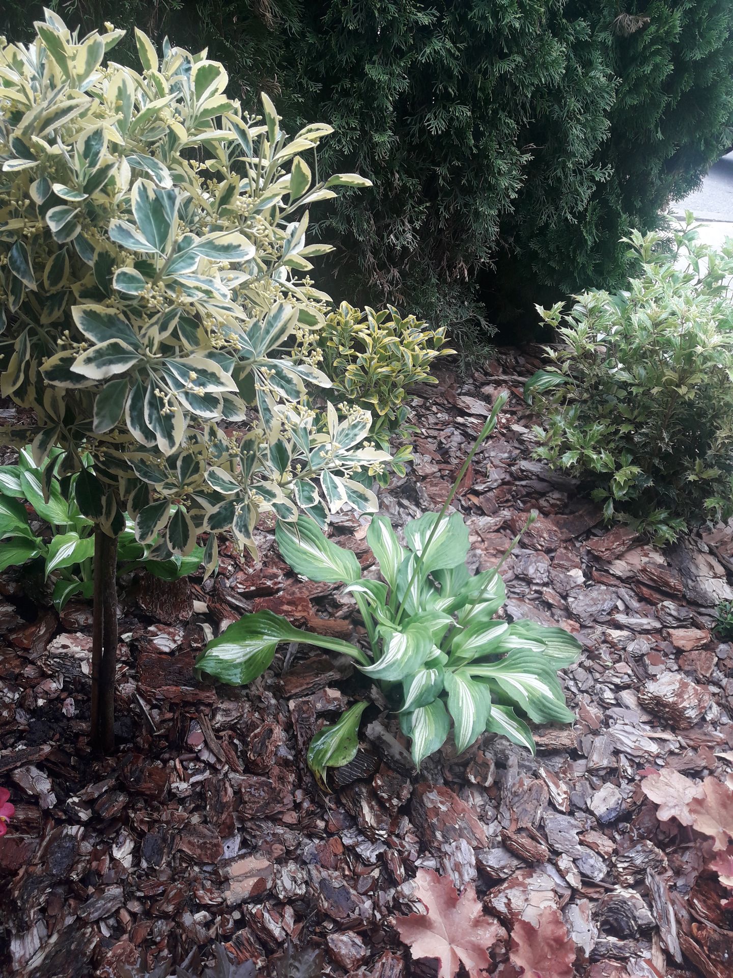 Krupni malč od borove kore